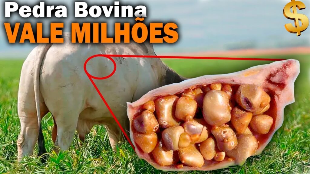 Pedra bovina vale milhos