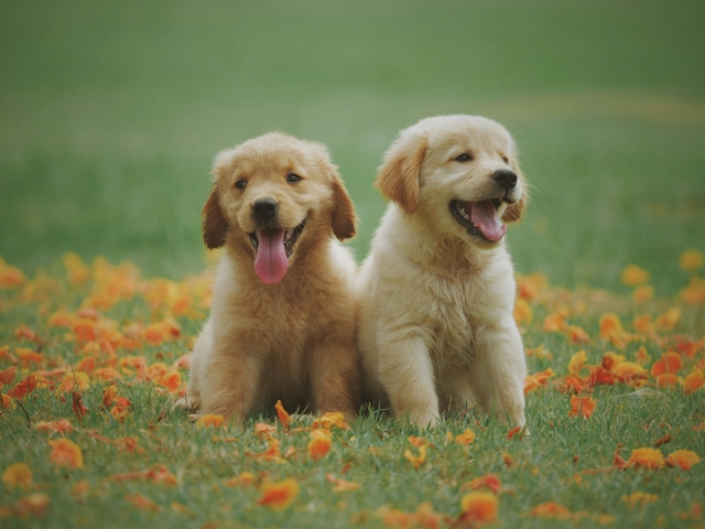 Férias com os pets: conheça os destinos paulistas pet friendly
