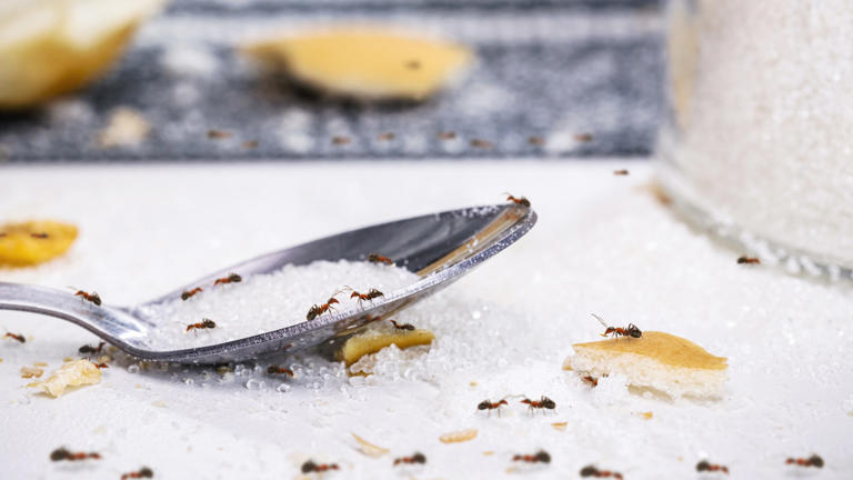 Formigas na cozinha? Existe uma forma simples de resolver o problema