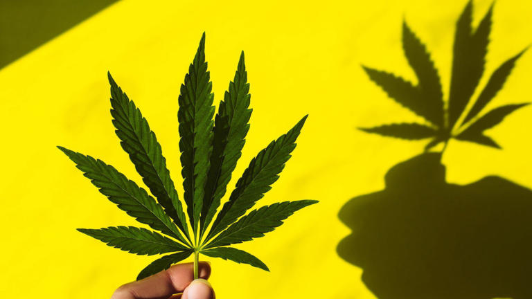 Como a maconha afeta nossa cognição e psicologia, segundo estudos