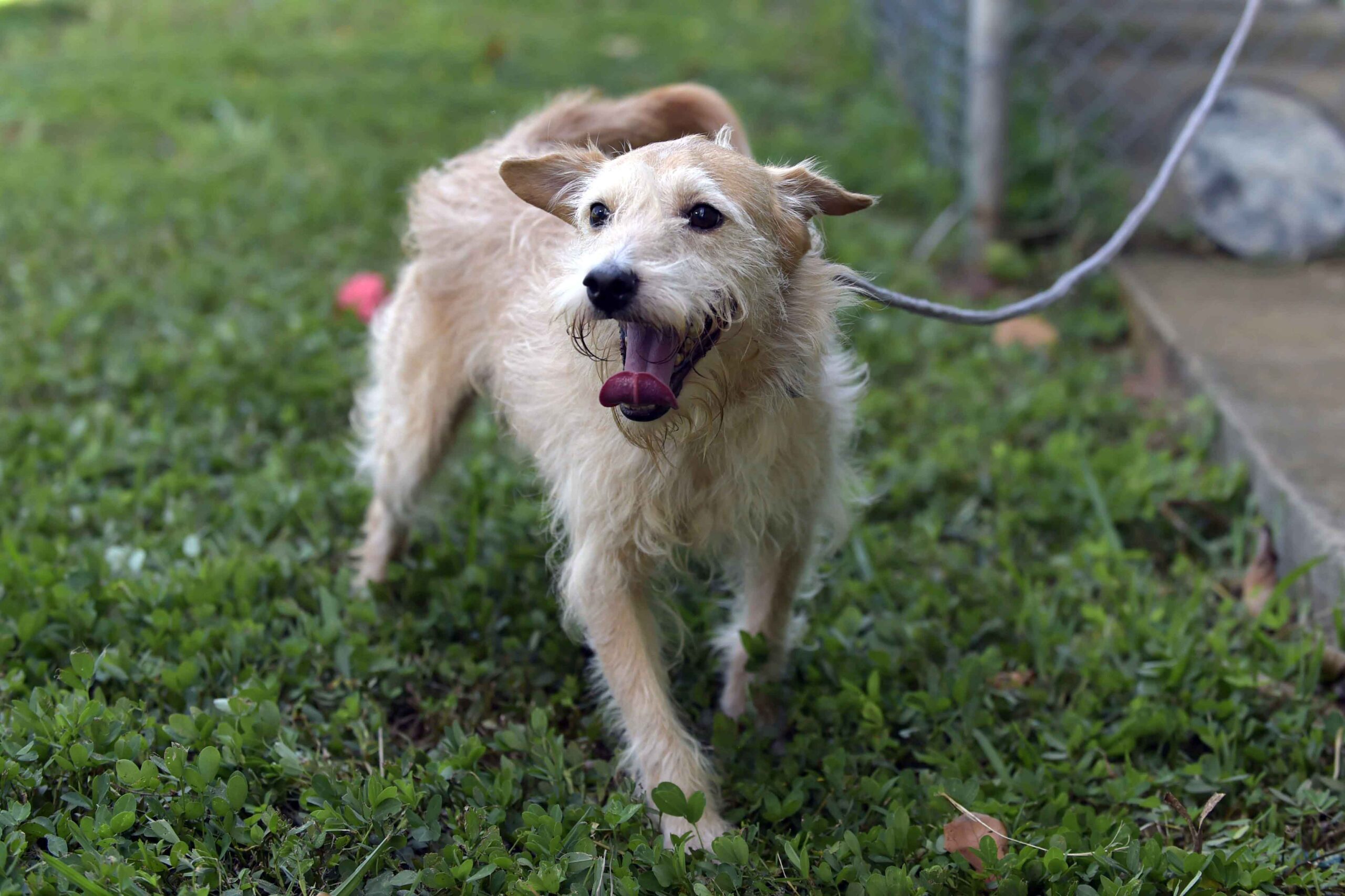 Prefeitura recebe cadastro de protetores individuais de animais até o próximo dia 21