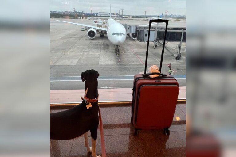 Após Joca, TJSP manda aéreas levar cães de apoio emocional na cabine