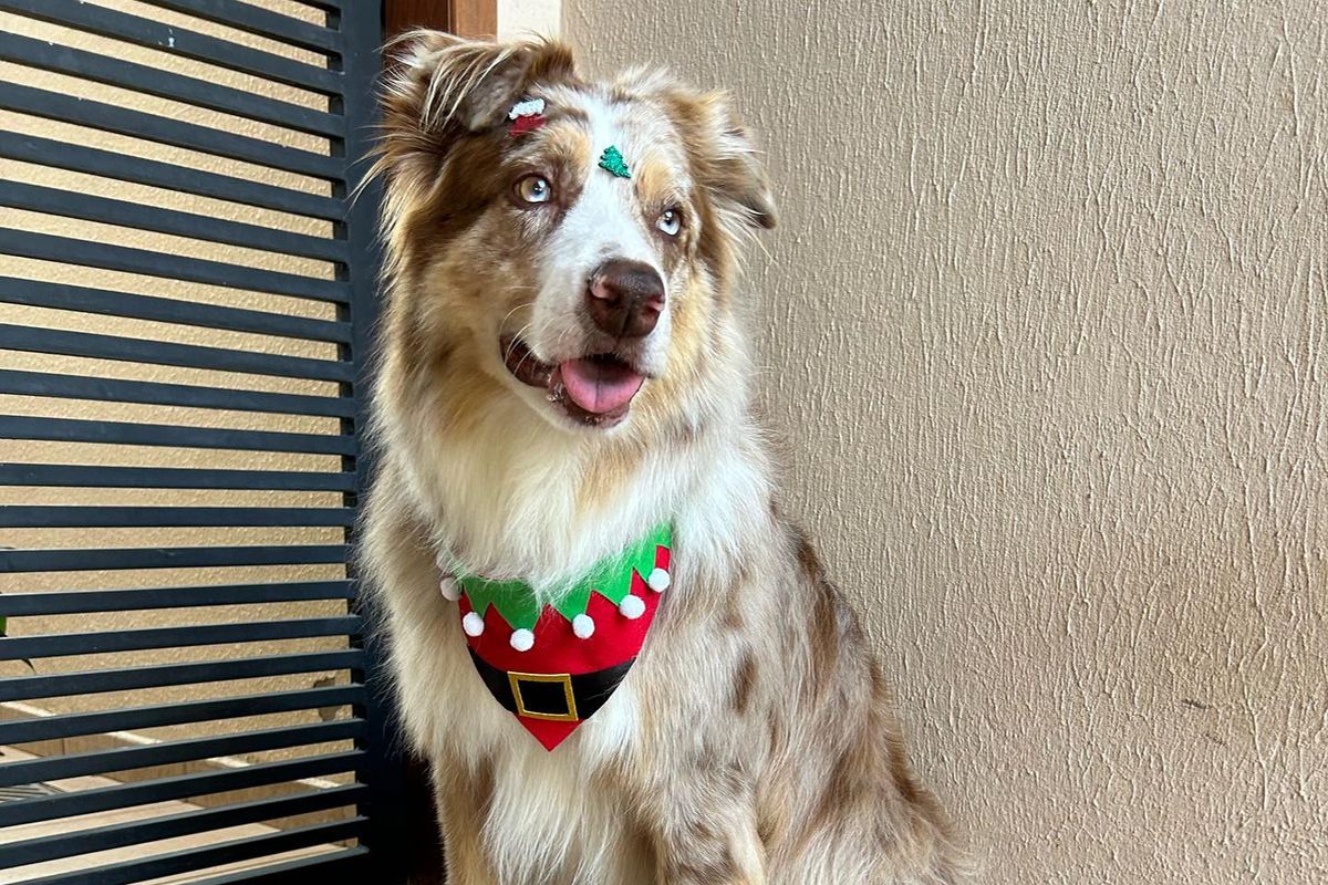 Cão foge de sítio, percorre 19 km e surge de volta na casa de tutores Cão foge de sítio, percorre 19 km e surge de volta na casa de tutores