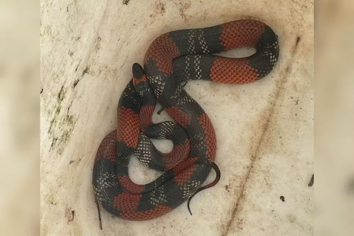 Cobra falsa-coral é encontrada atrás de máquina de lavar e resgatada Cobra falsa-coral é encontrada atrás de máquina de lavar e resgatada