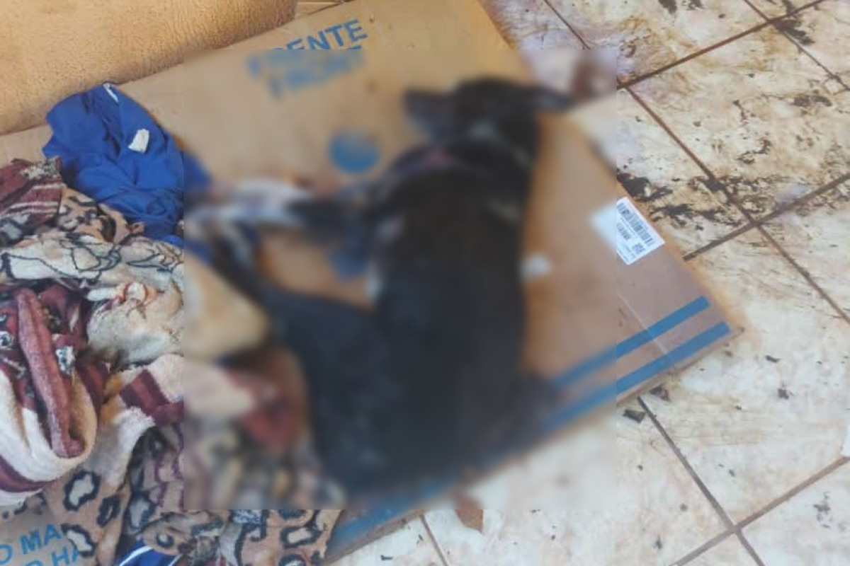 Homem mata cachorro a pauladas porque “não andava e nem se alimentava” Homem mata cachorro a pauladas porque “não andava e nem se alimentava”
