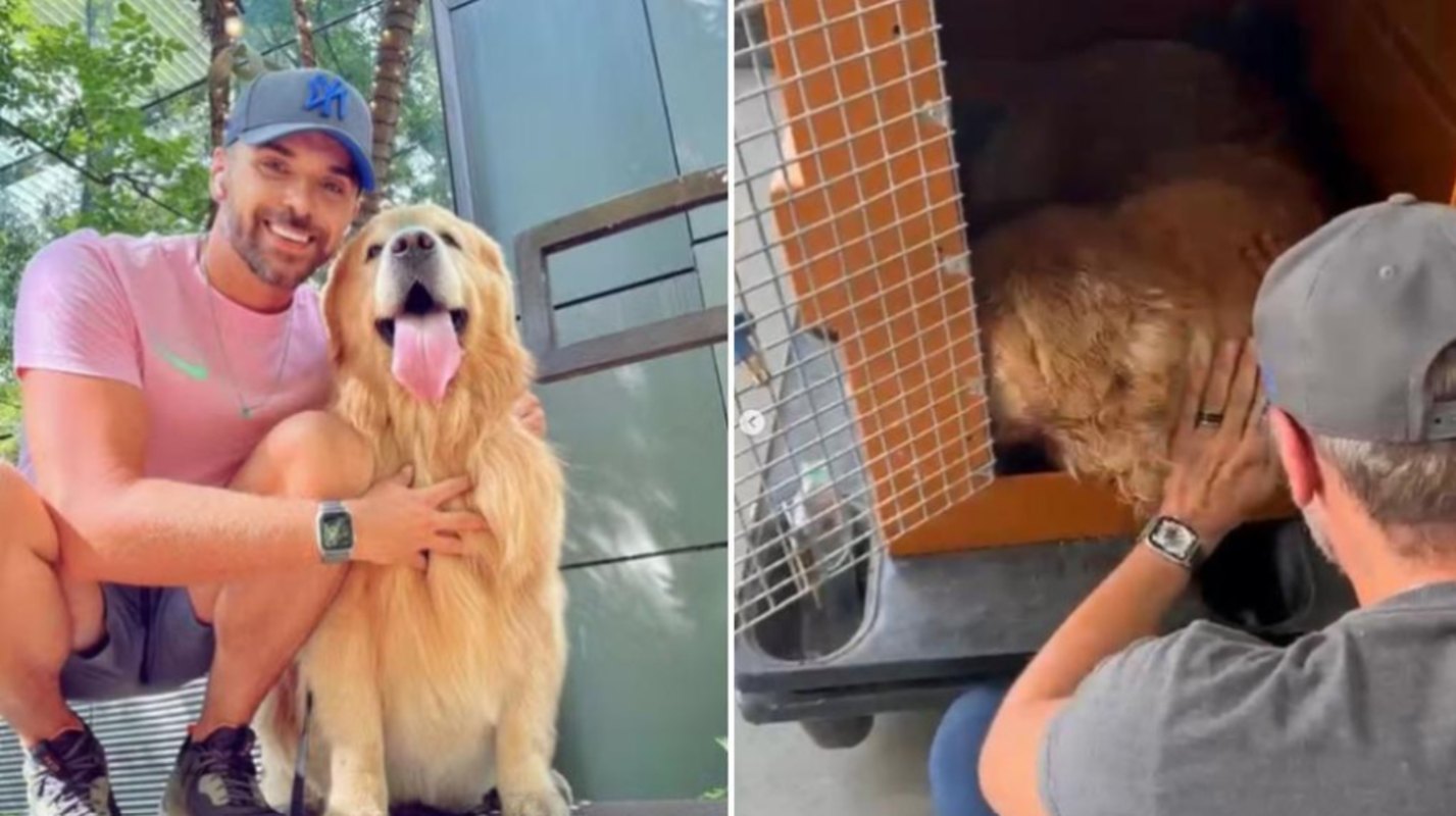 Joca, cão morto em avião da Gol, teve falha cardíaca após voo errado Joca, cão morto em avião da Gol, teve falha cardíaca após voo errado