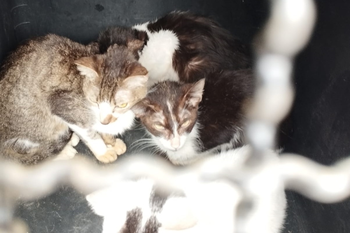 Mulher é multada em R$ 213 mil por maus-tratos contra 70 gatos em SP Mulher é multada em R$ 213 mil por maus-tratos contra 70 gatos em SP