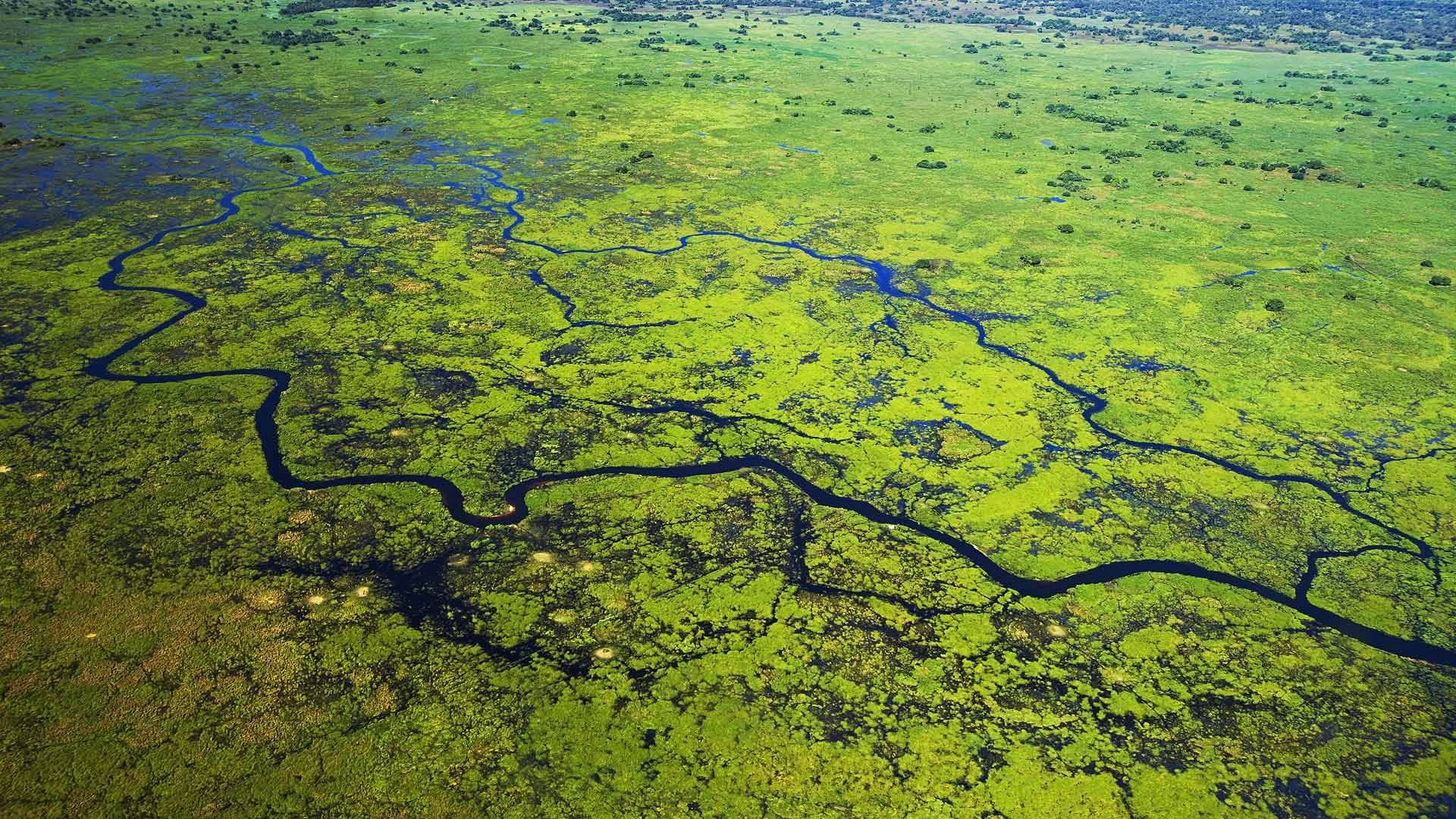 ONGs criticam relatório do Estatuto do Pantanal e pedem alterações pela proteção do bioma ONGs criticam relatório do Estatuto do Pantanal e pedem alterações pela proteção do bioma