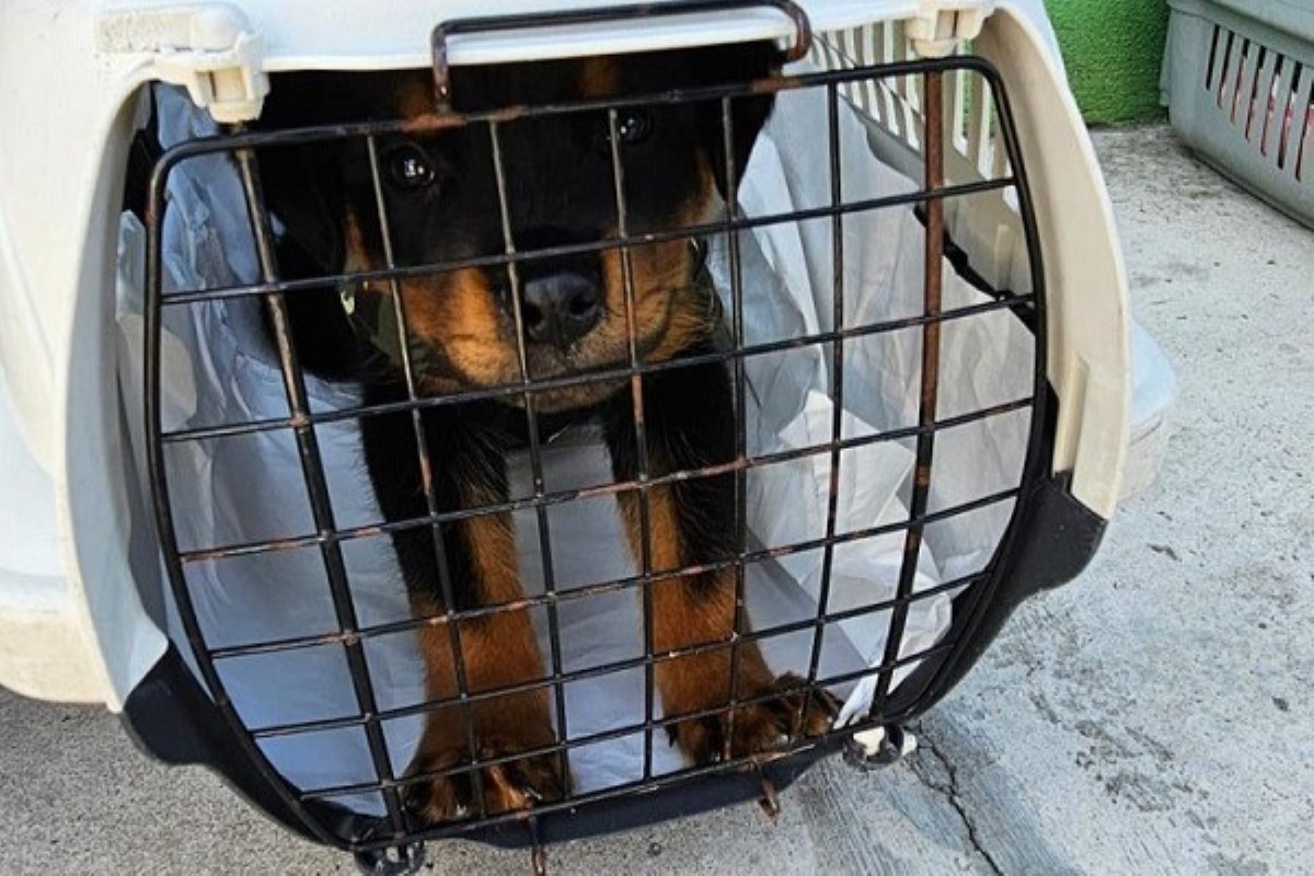 Operação resgata 65 filhotinhos vítimas de maus-tratos na capital Operação resgata 65 filhotinhos vítimas de maus-tratos na capital