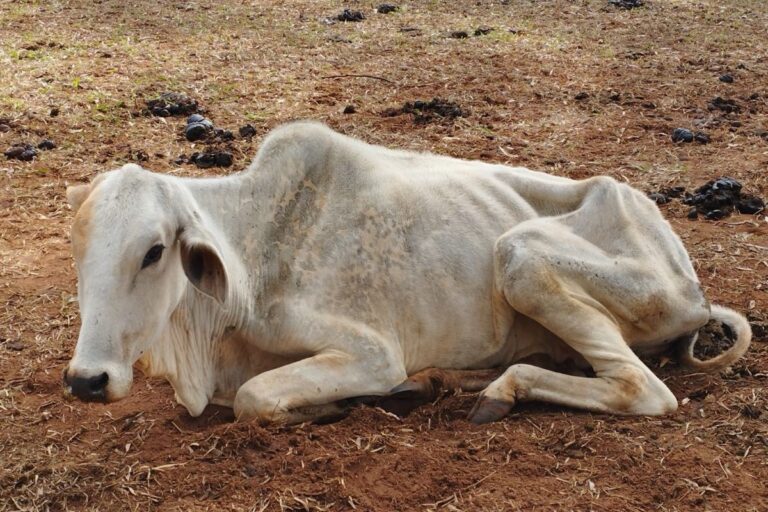 PM encontra bois mortos em terras de assentado da reforma agrária