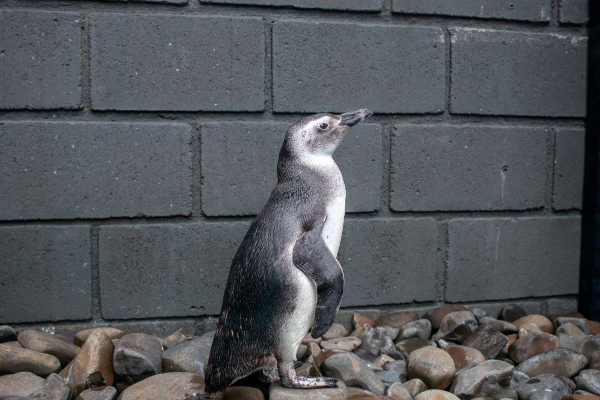 Pinguim debilitado é resgatado por turistas em praia de Ubatuba