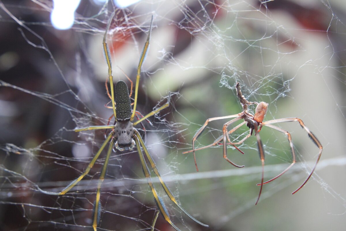 SP tem 21 ataques diários de aranha, incluindo as mais letais do mundo SP tem 21 ataques diários de aranha, incluindo as mais letais do mundo