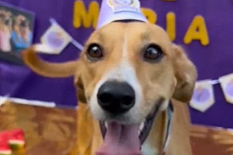 Superação: cachorrinha celebra aniversário em creche após resgate