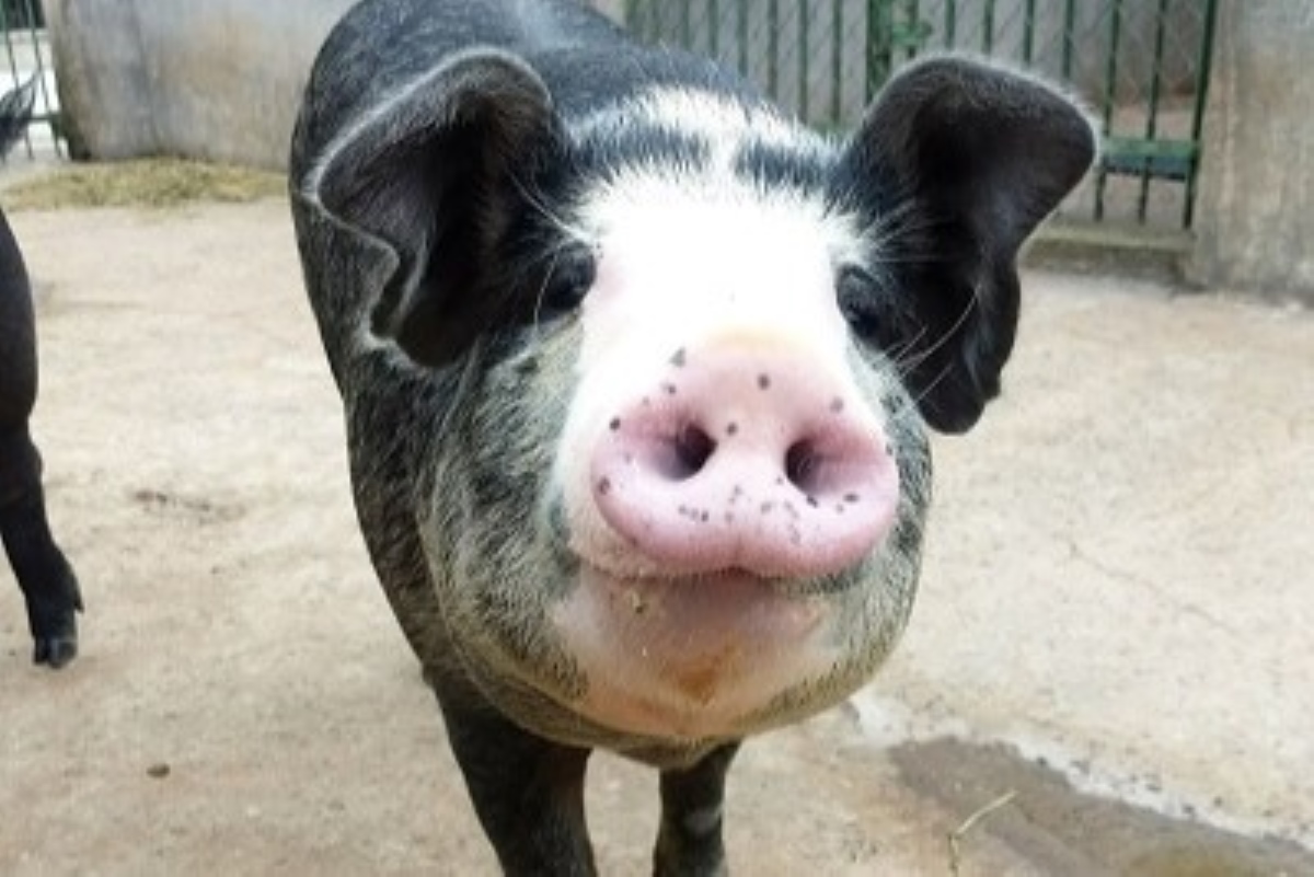 TJSP garante cabra e porca como animais de estimação dentro da cidade TJSP garante cabra e porca como animais de estimação dentro da cidade