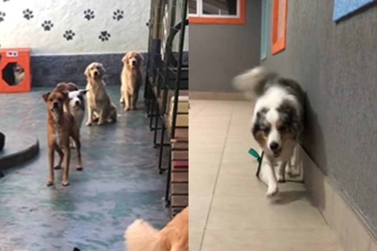 Vídeo: creche de cachorros mostra hora que ‘aulunos’ chegam Vídeo: creche de cachorros mostra hora que ‘aulunos’ chegam