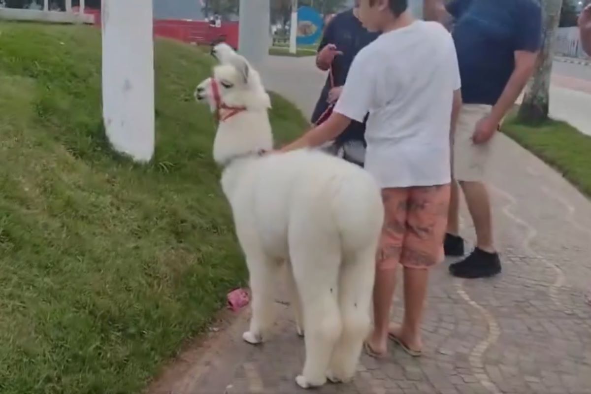 Vídeo: lhama “Giovanni” passeia de coleira em praia de Bertioga Vídeo: lhama “Giovanni” passeia de coleira em praia de Bertioga