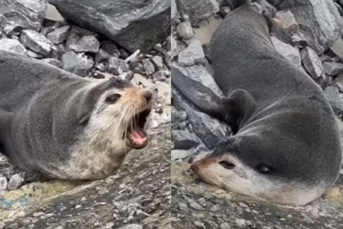 Vídeo: lobos-marinhos são vistos descansando em praias de SP Vídeo: lobos-marinhos são vistos descansando em praias de SP