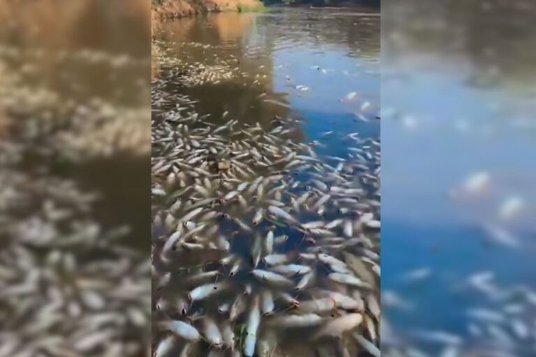 Vídeo: rio Piracicaba amanhece com milhares de peixes mortos