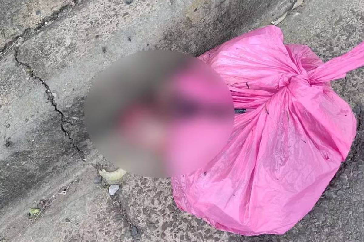 Cachorro rouba sacola plástica e dona descobre 2 fetos dentro dela Cachorro rouba sacola plástica e dona descobre 2 fetos dentro dela