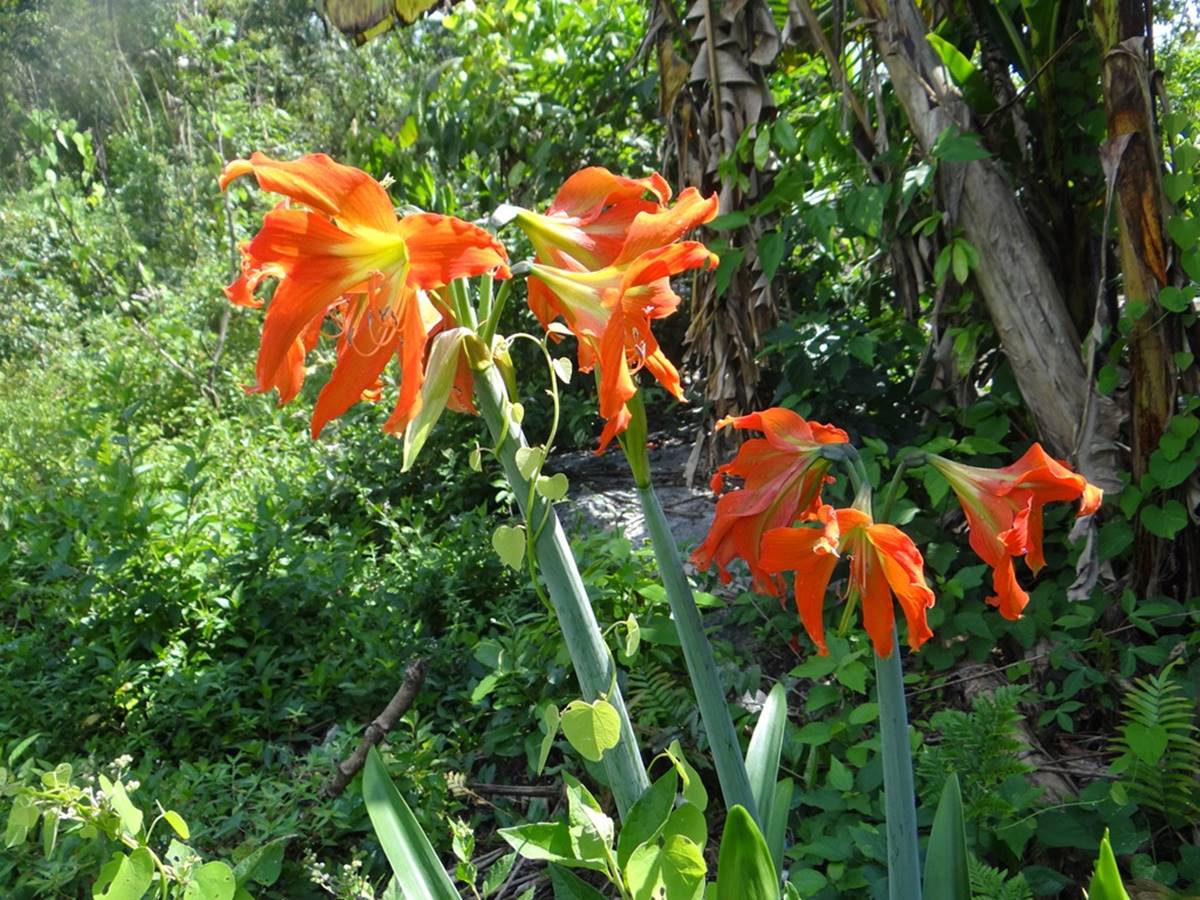 Cananéia protege 20 espécies de plantas ameaçadas de extinção Cananéia protege 20 espécies de plantas ameaçadas de extinção