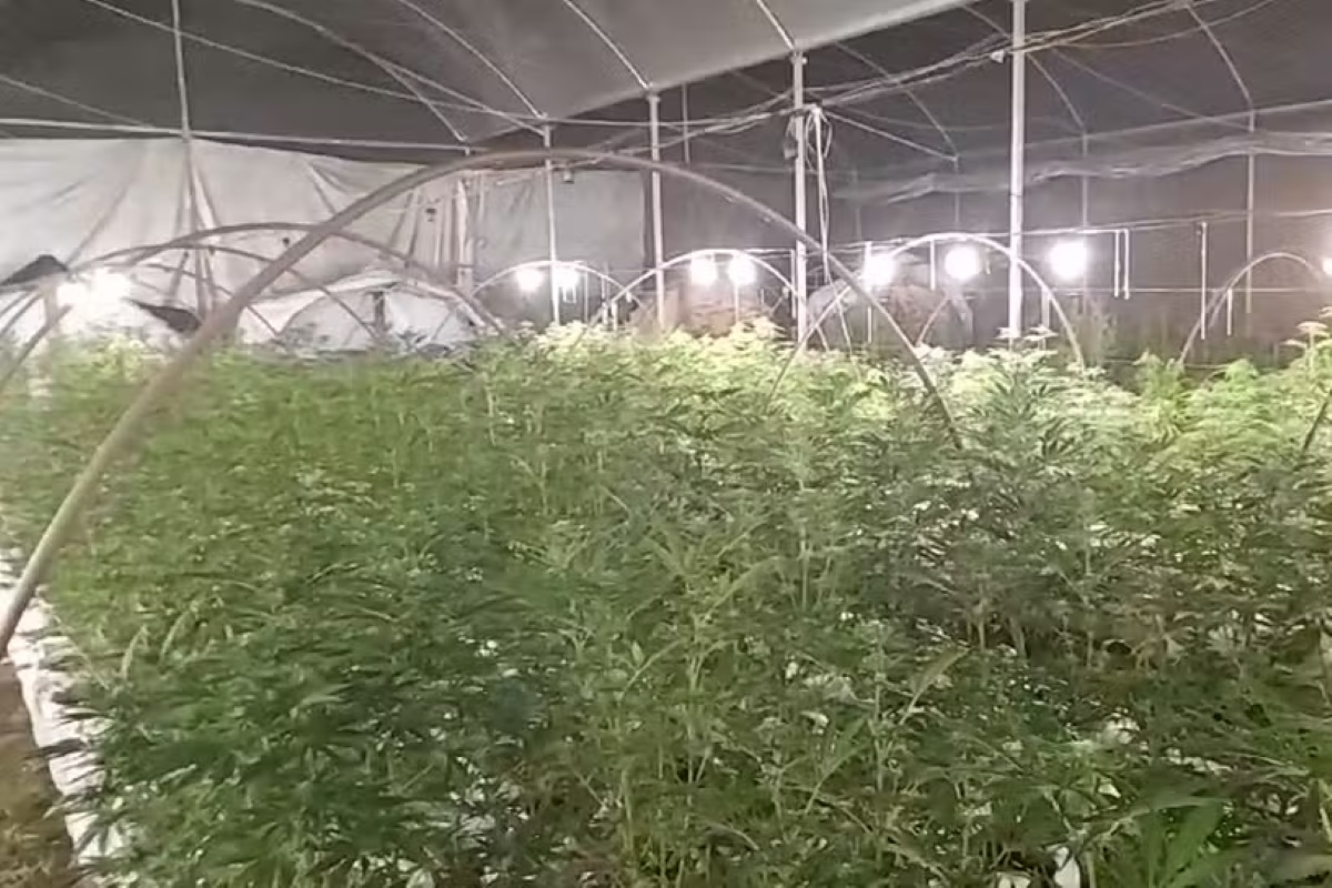 Droga apreendida em fazenda com 28 mil pés de maconha é incinerada Droga apreendida em fazenda com 28 mil pés de maconha é incinerada