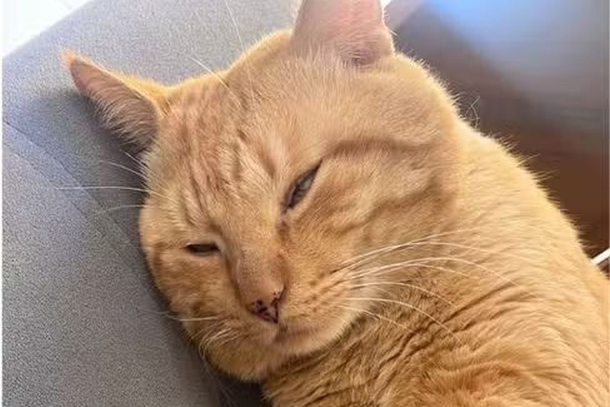 Gato deixa braço de tutora dilacerado e faz família se isolar em casa