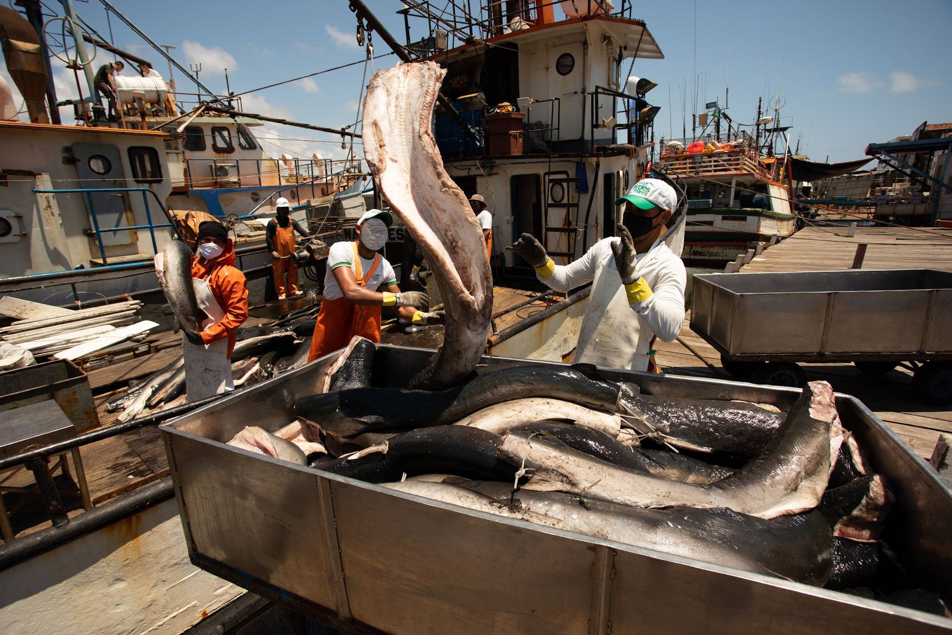 Gestão nacional da pesca melhora, mas ainda ameaça a vida marinha Gestão nacional da pesca melhora, mas ainda ameaça a vida marinha