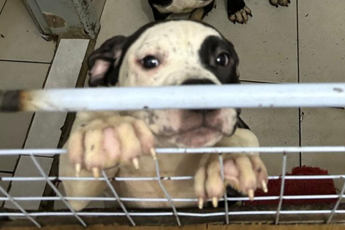 “Loja de horrores” deixava cães no escuro com fezes, sem água e comida “Loja de horrores” deixava cães no escuro com fezes, sem água e comida