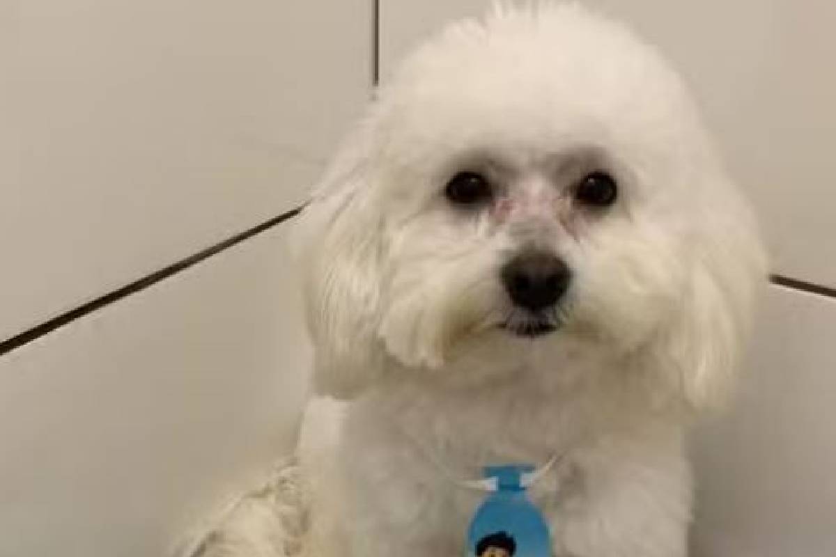 Pet shop que devolveu cachorro morto não tem alvará de funcionamento Pet shop que devolveu cachorro morto não tem alvará de funcionamento