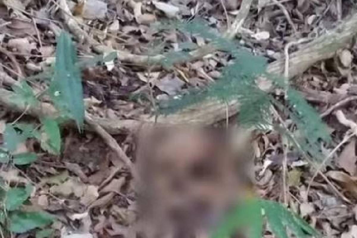 Um ano depois de desaparecimento, ossada de idosa é encontrada em SP Um ano depois de desaparecimento, ossada de idosa é encontrada em SP