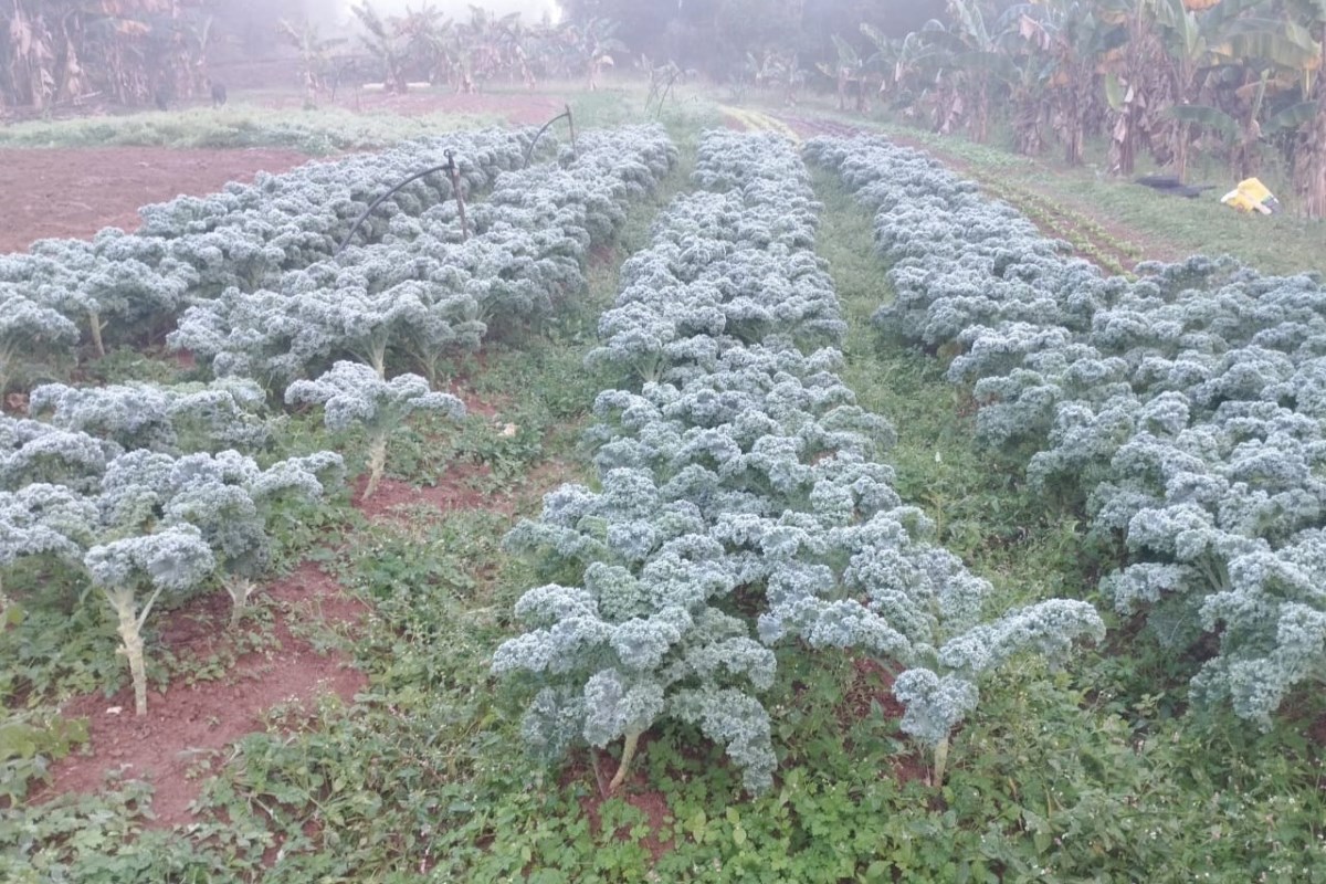Vídeo: plantação de alface congela após -1,7ºC na zona sul de SP Vídeo: plantação de alface congela após -1,7ºC na zona sul de SP