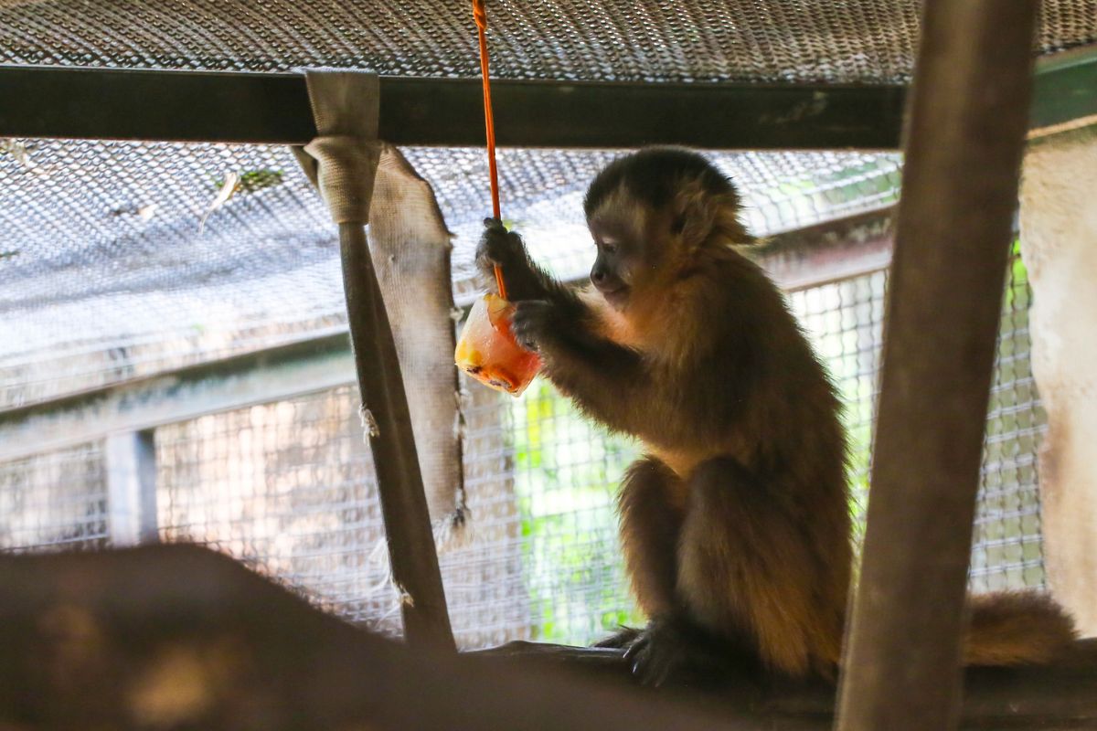 Animais ganham picolé e banho artificial contra calor. Veja imagens Animais ganham picolé e banho artificial contra calor. Veja imagens
