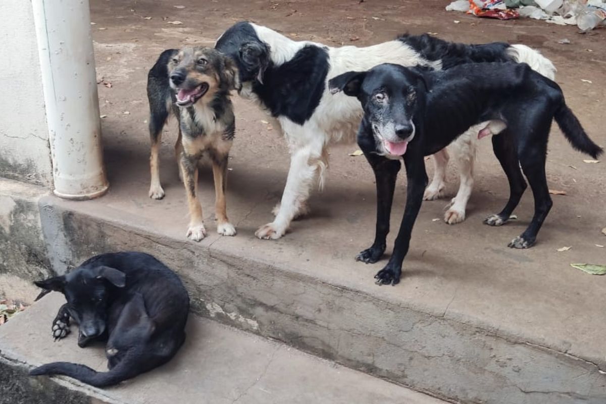 Cães reviram lixo na própria casa em busca de comida e tutor é multado Cães reviram lixo na própria casa em busca de comida e tutor é multado