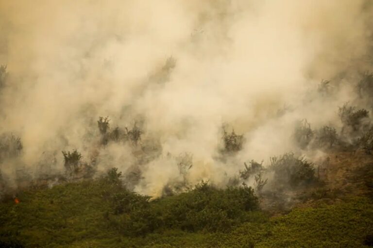 Com chance de novo recorde de calor, SP registra 8 focos de incêndio