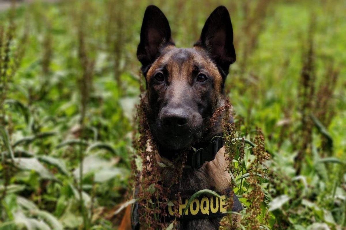 Conheça Tank, cão farejador aposentado que foi adotado por PM Conheça Tank, cão farejador aposentado que foi adotado por PM