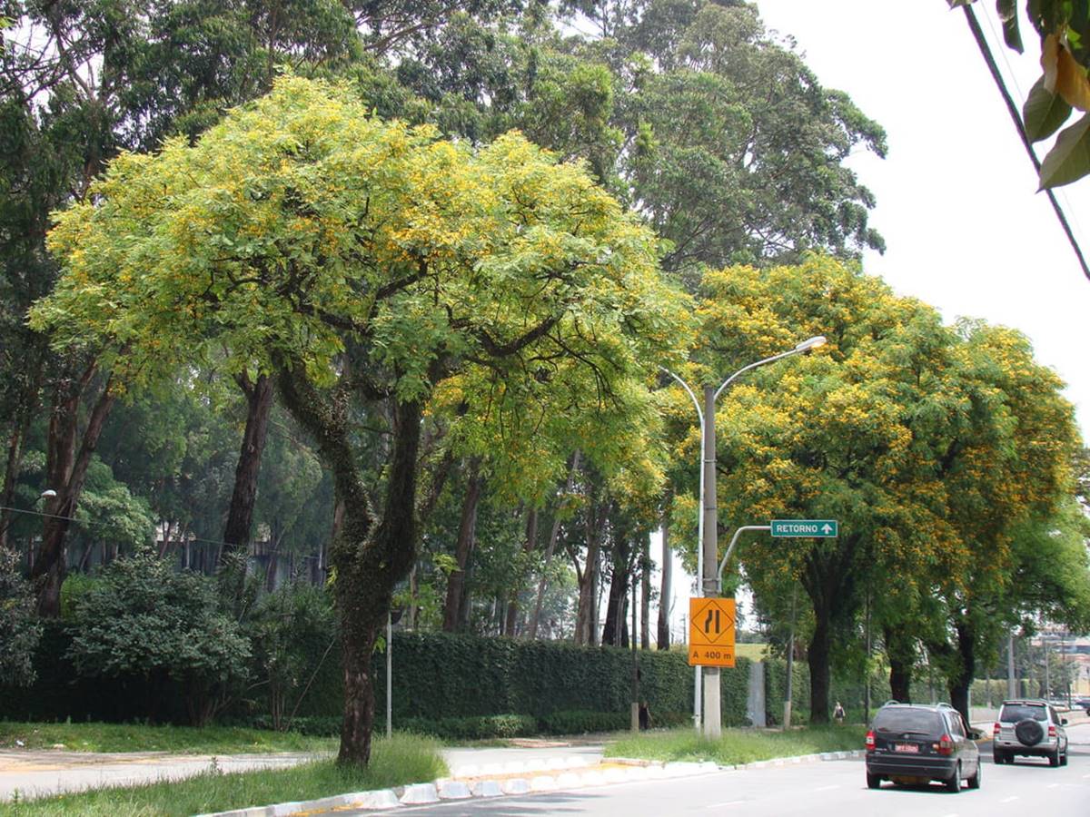 Conheça a árvore que pode ajudar SP a enfrentar os desafios climáticos Conheça a árvore que pode ajudar SP a enfrentar os desafios climáticos