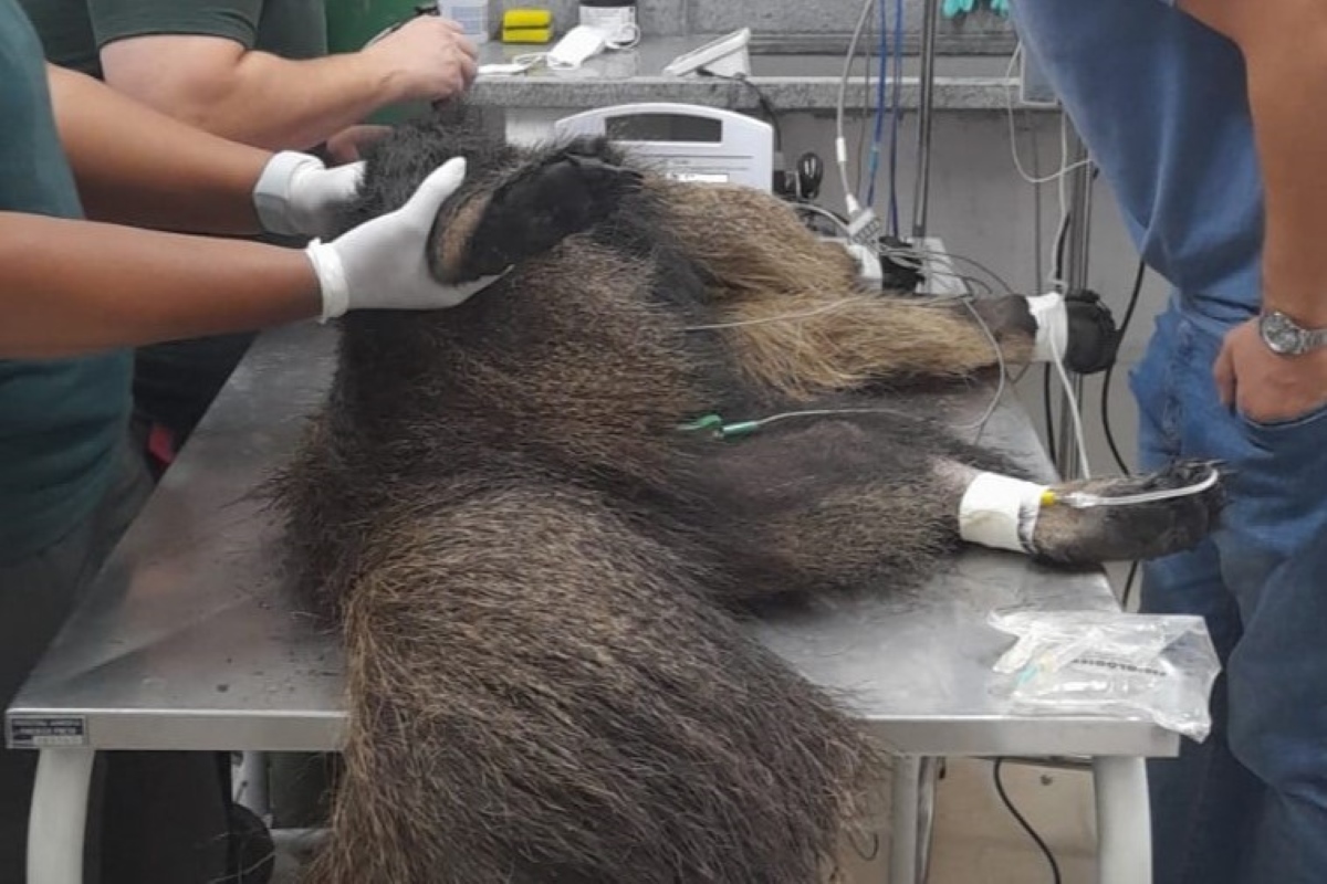 De tatu a gambá: brigada resgata animais feridos por incêndios em SP De tatu a gambá: brigada resgata animais feridos por incêndios em SP