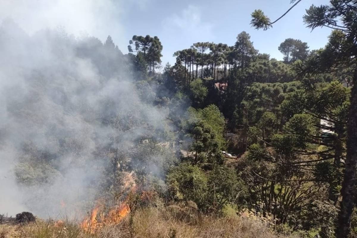 Incêndios em SP: estado registra 16 focos ativos neste sábado Incêndios em SP: estado registra 16 focos ativos neste sábado