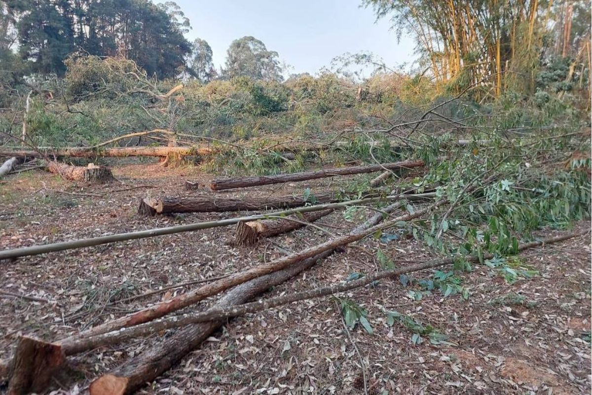 Justiça de SP suspende obra de prédio por irregularidade ambiental Justiça de SP suspende obra de prédio por irregularidade ambiental