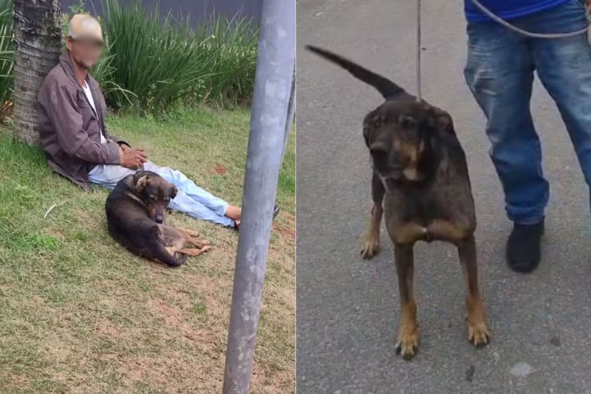 Menino de 6 anos é atacado no rosto por cachorro de morador de rua Menino de 6 anos é atacado no rosto por cachorro de morador de rua