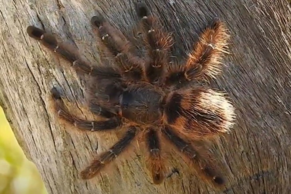 PF investiga esquema de criação e venda de aranhas-caranguejeiras PF investiga esquema de criação e venda de aranhas-caranguejeiras