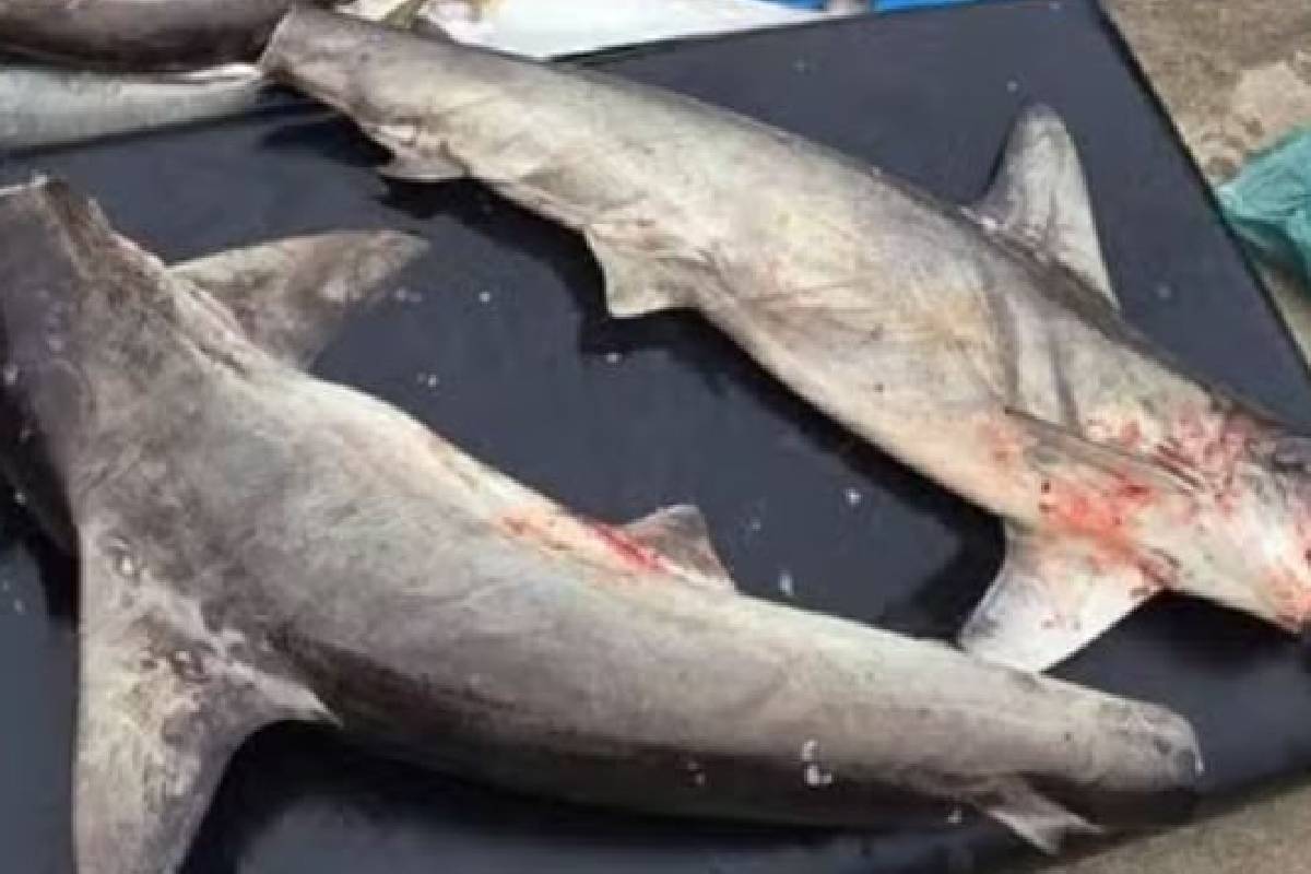 Pescadores de tubarões-martelo são multados no litoral de São Paulo Pescadores de tubarões-martelo são multados no litoral de São Paulo