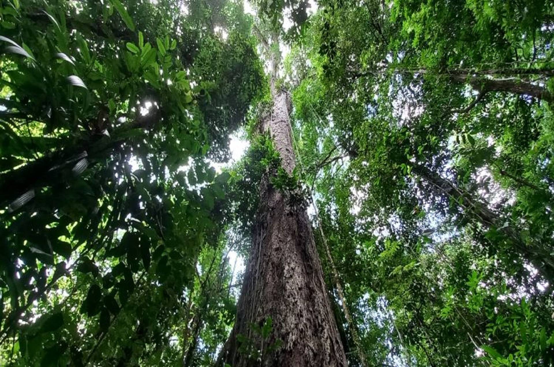Árvores gigantes da Amazônia: entre o fascínio e a falta de proteção Árvores gigantes da Amazônia: entre o fascínio e a falta de proteção