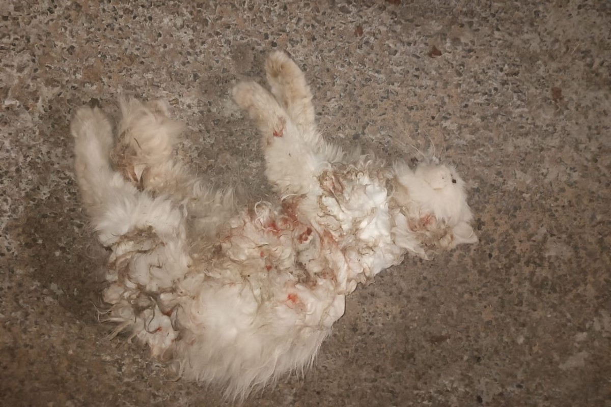 Imagens fortes: tutor é autuado por instigar seus cães a matarem gato Imagens fortes: tutor é autuado por instigar seus cães a matarem gato