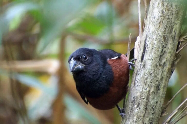 Quase metade das espécies de aves do mundo é comercializada