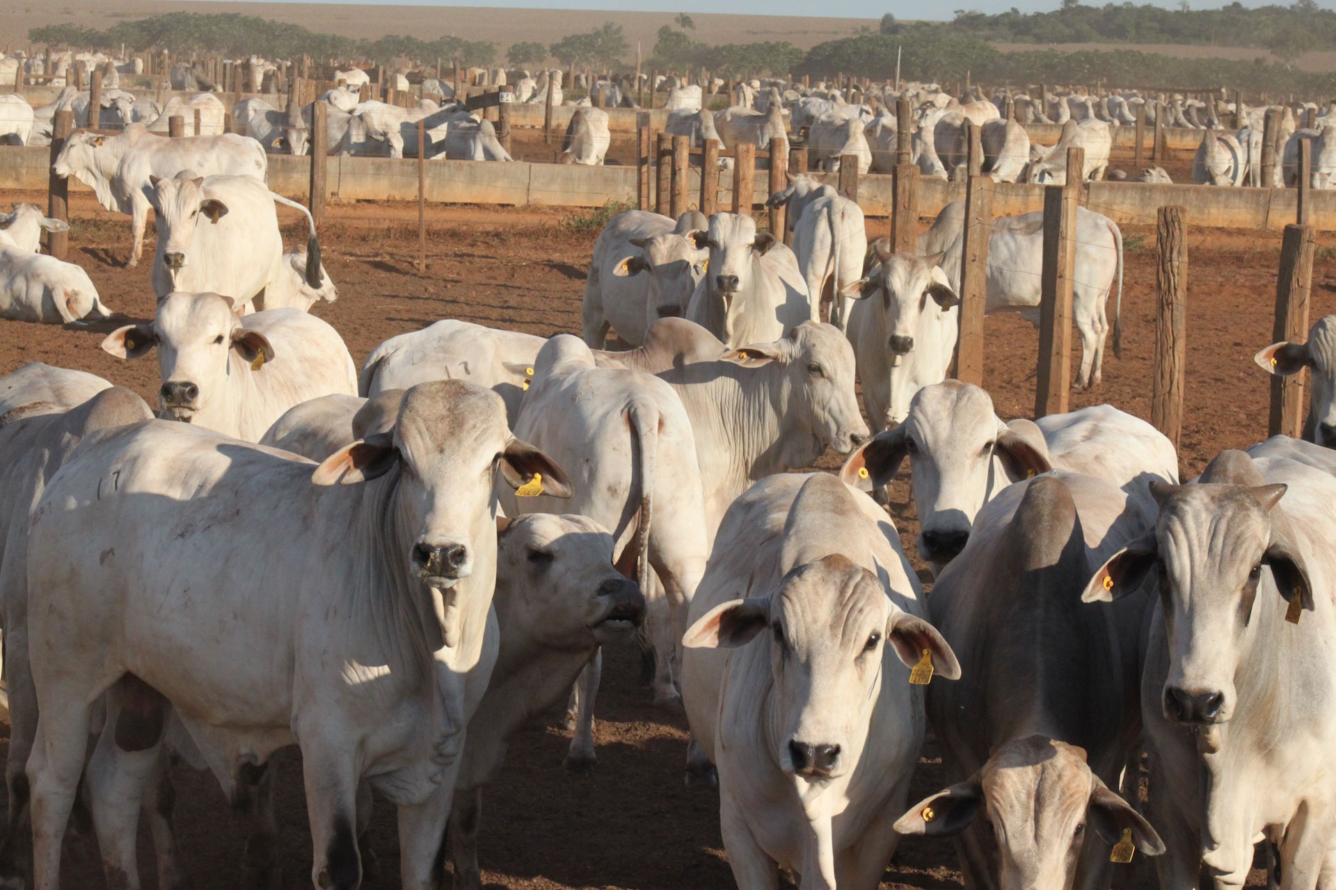 Transição verde para o setor da agropecuária Transição verde para o setor da agropecuária
