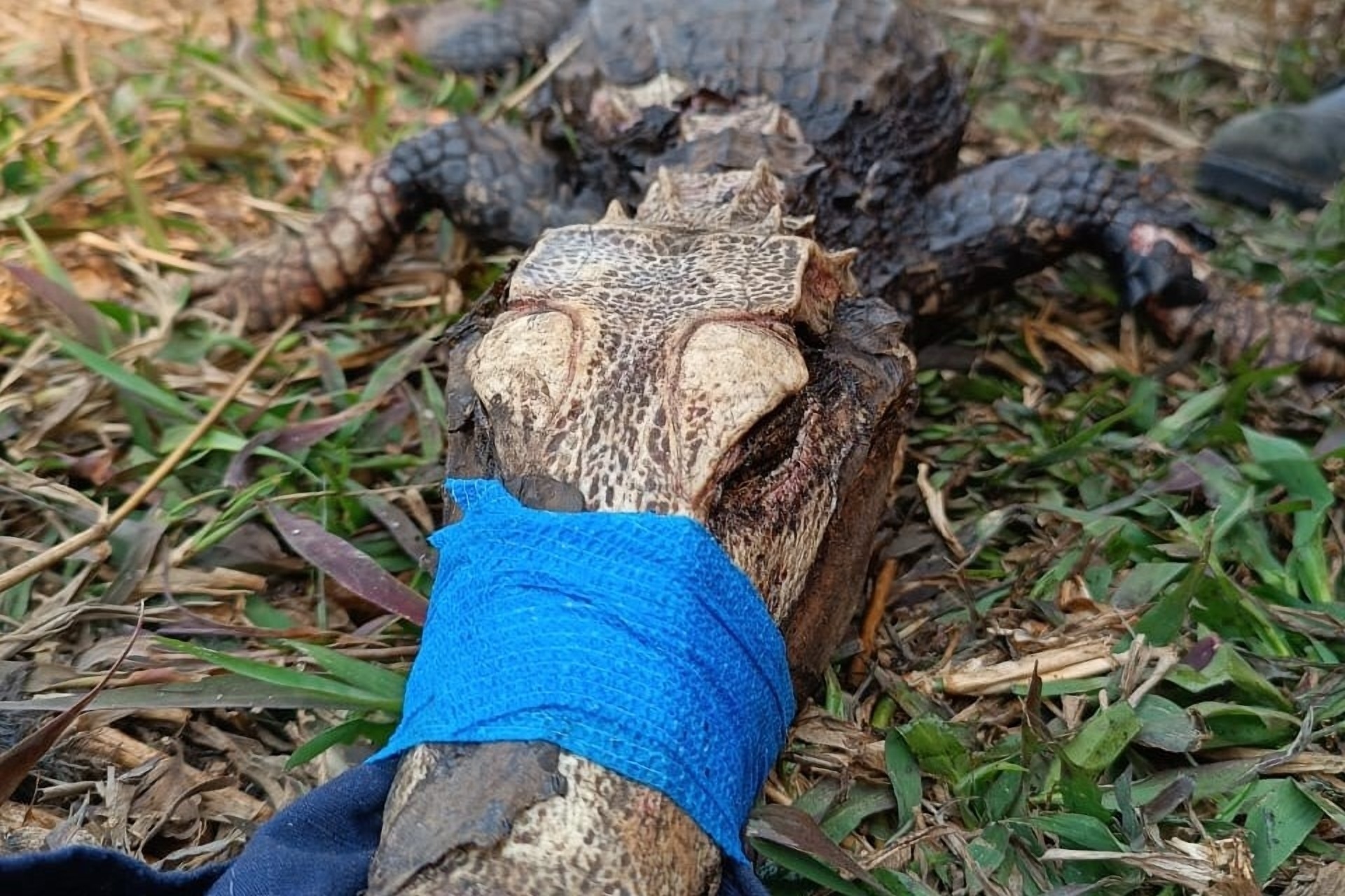 Fundo Nacional do Meio Ambiente pode apoiar resgate de animais em incêndios Fundo Nacional do Meio Ambiente pode apoiar resgate de animais em incêndios