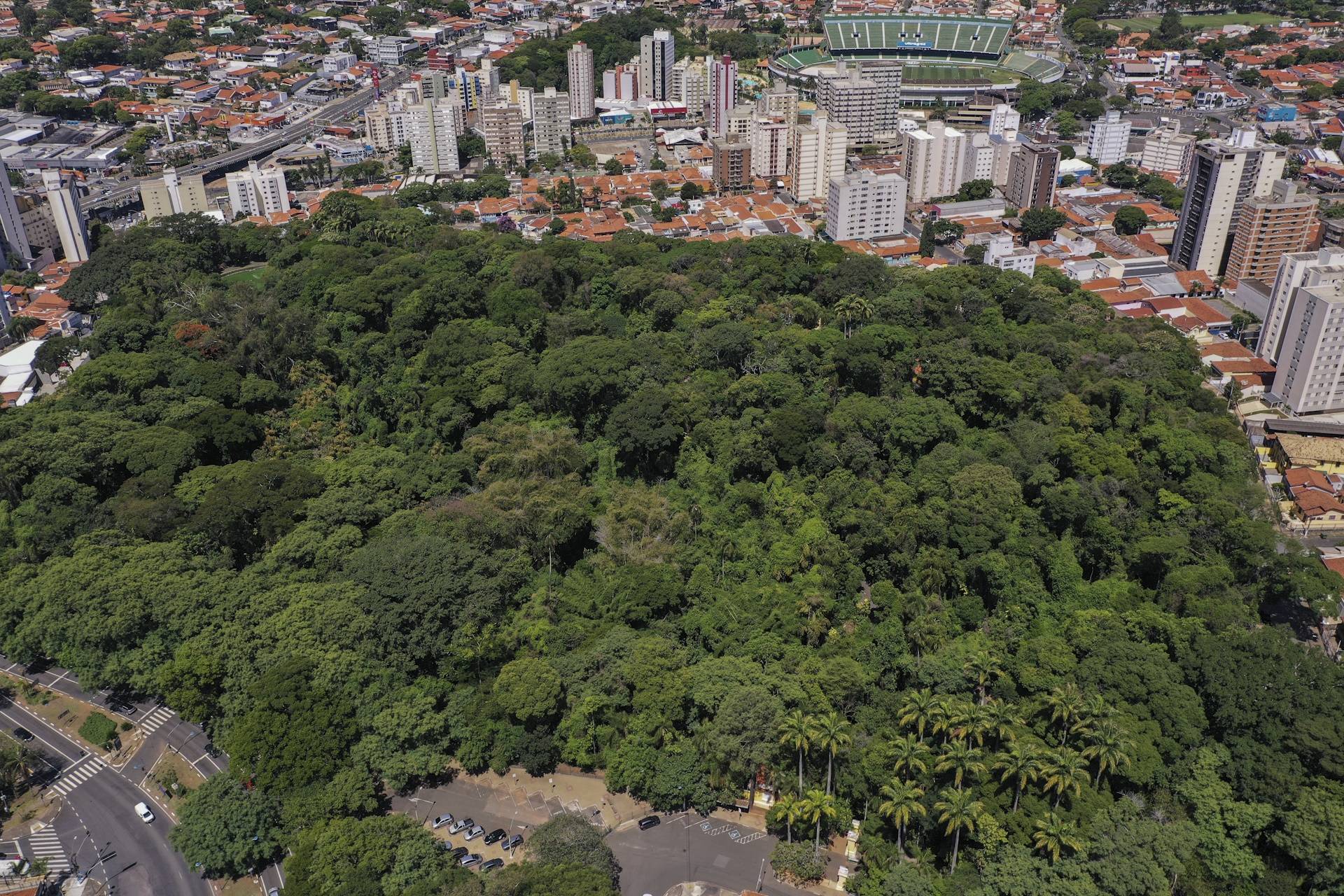 Desmatamento na Mata Atlântica reduziu, mas queda ainda é tímida, dizem especialistas Desmatamento na Mata Atlântica reduziu, mas queda ainda é tímida, dizem especialistas