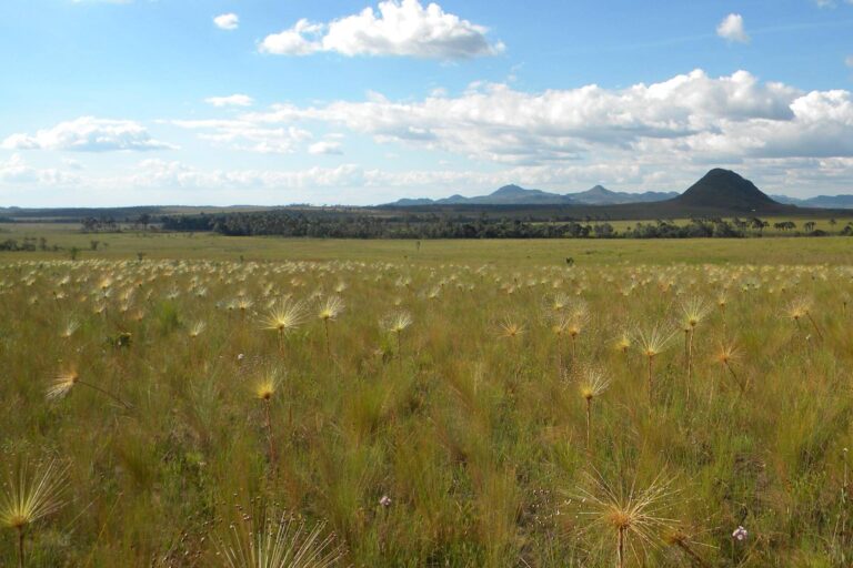 É hora de fazer valer os recursos de compensação ambiental