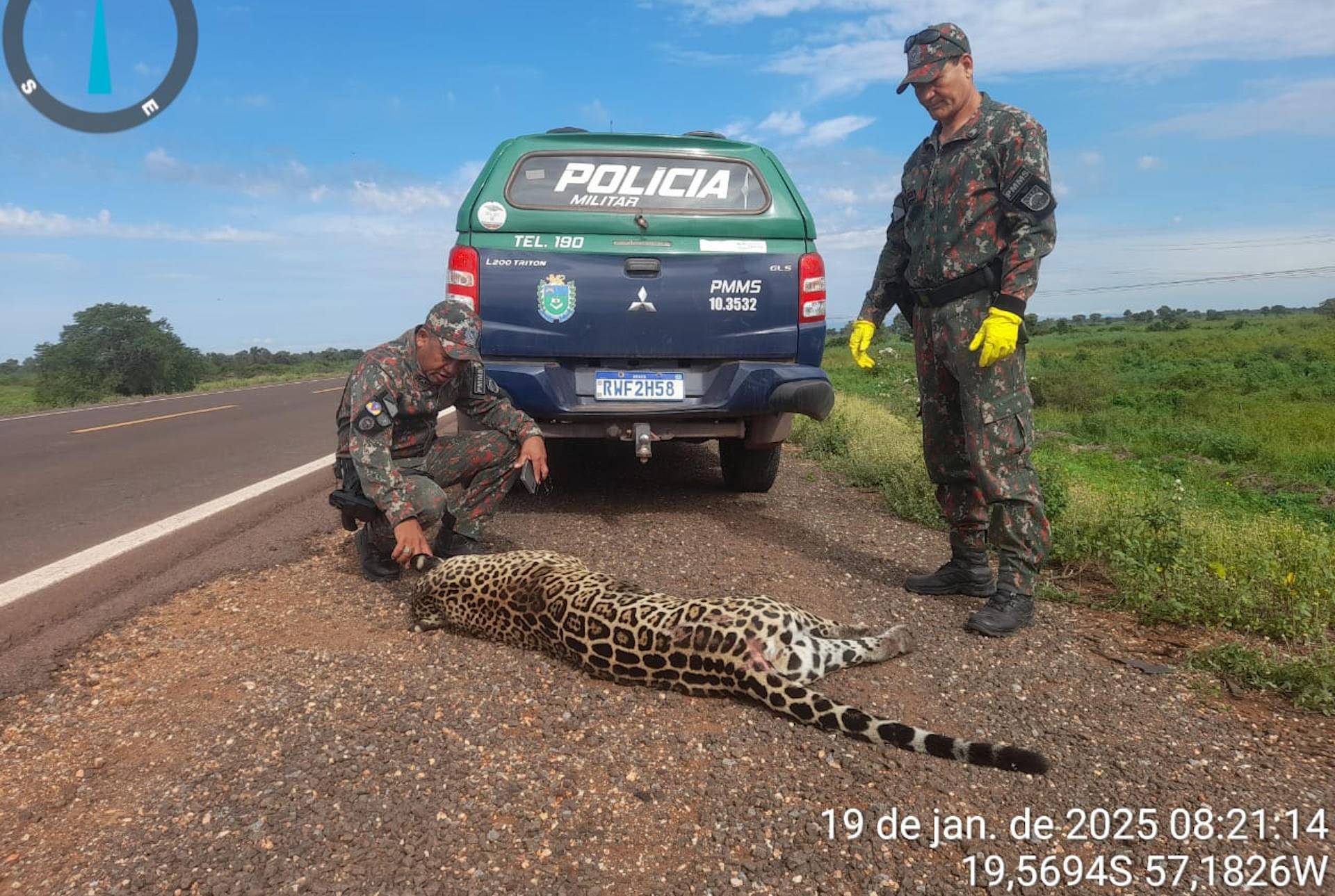 Onça-pintada é a mais recente vítima da ‘rodovia da morte da fauna’, em MS Onça-pintada é a mais recente vítima da ‘rodovia da morte da fauna’, em MS